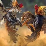 Polisi Gerebek Judi Sabung Ayam di Gowa, Sejumlah Pelaku Kabur hingga Berenang ke Danau Mawang