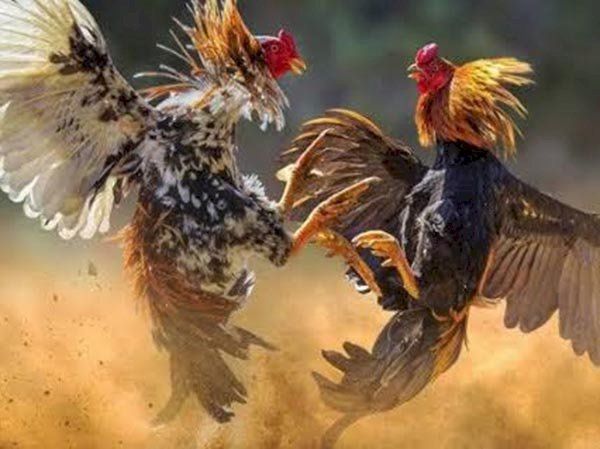 Polisi Gerebek Judi Sabung Ayam di Gowa, Sejumlah Pelaku Kabur hingga Berenang ke Danau Mawang